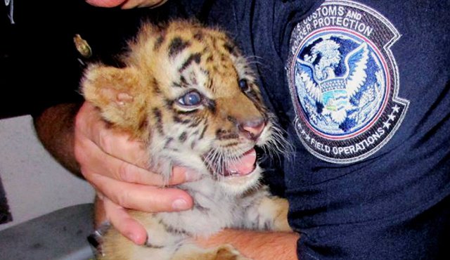 Esta foto del miércoles 23 de agosto del 2017 proporcionada por la Oficina de Aduanas y Protección Fronteriza muestra a un agente que sostiene a un tigre cachorro tras ser confiscado en el cruce fronterizo entre México y Estados Unidos de Otay Mesa, en San Diego. AP