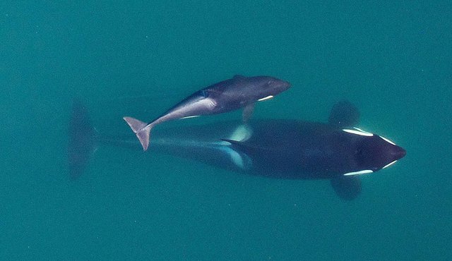Fotografía de archivo de septiembre de 2015 facilitada por el Servicio Nacional de Pesca Marítima de Estados Unidos (NMFS, por sus siglas en inglés) de una orca adulta madre (abajo), mientras nada con su joven cría cerca de las islas San Juan, en el estado de Washington AP