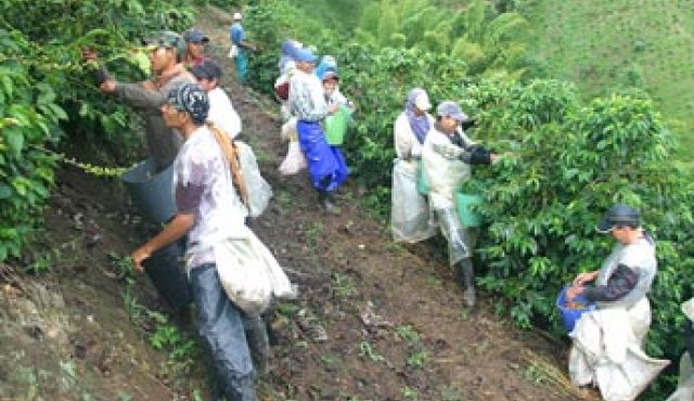 LOS CAFETEROS SEÑALAN que a pesar de los subsidios del Gobierno Nacional, siguen en crisis. colprensa