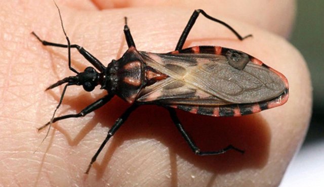 El chagas crónico se adquiere por la picadura del insecto, cuya sintomatología semanifiesta en un lapso de 20 años. Internet