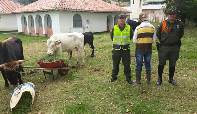 Los animales eran vendidos por un hombre de 28 años. Cortesía
