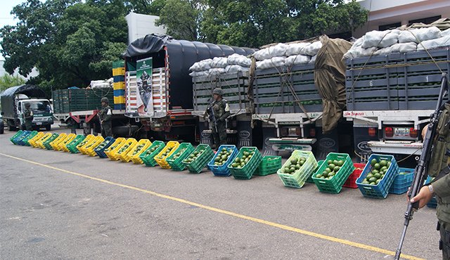 100 toneladas de aguacate avaluados en unos 600 millones de pesos. Cortesía
