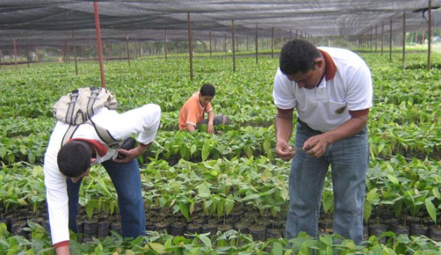 En Norte de Santander, el Catatumbo puede convertirse en un núcleo de desarrollo de la economía rural y departamental. Archivo