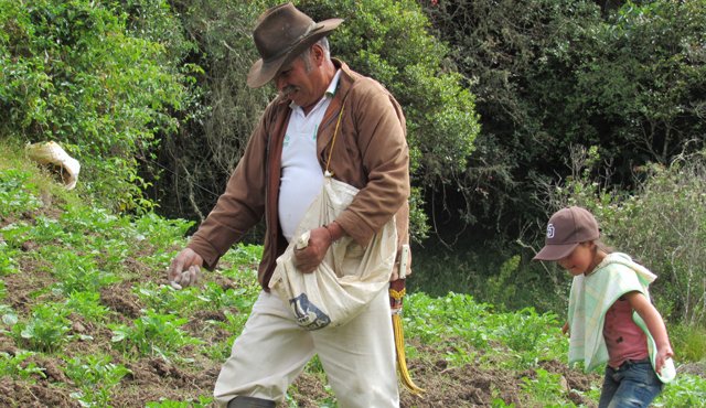 El primer cultivo se adelanta en los predios del agricultor Melitón Vera. Roberto Ospino