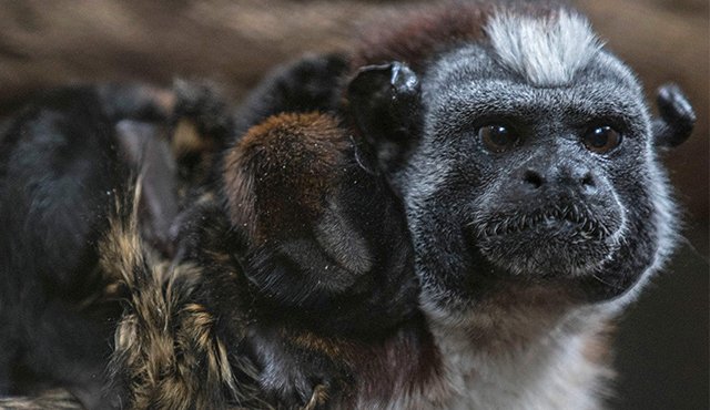 Esta especie se alimenta de insectos y vive en grupos de 3 a 5 individuos. AFP