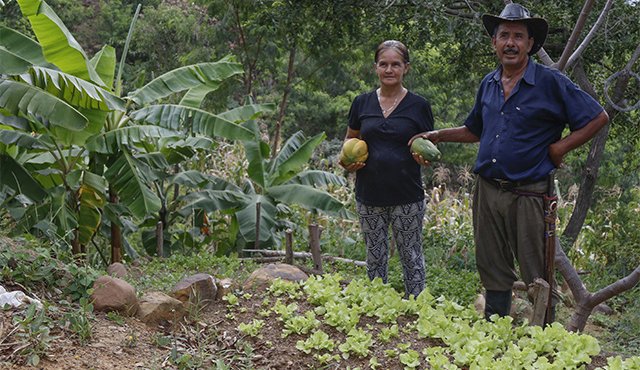 Cuarenta familias que han sido constantes en su producción, fueron reconocidas con la entrega de insumos. Archivo La Opinión
