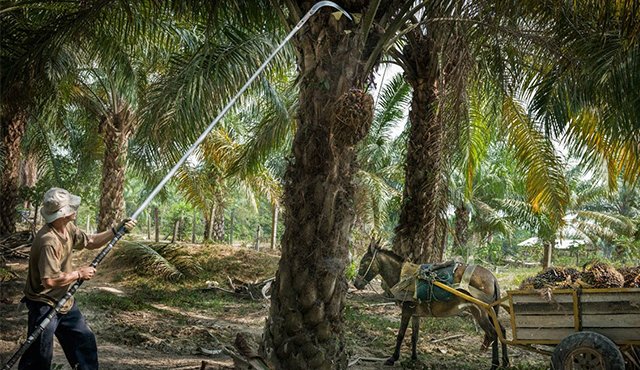 Las empresas ancla del proyecto son Hacienda Las Flores y Palmicultores del Norte. Archivo La Opinión