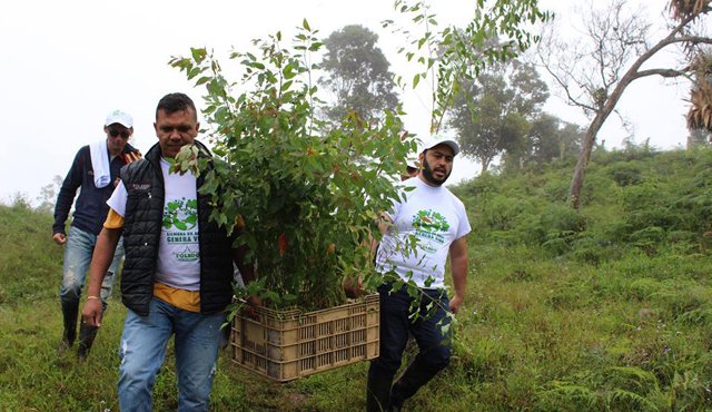 Se escogieron árboles de eucalipto para habilitar las cercas vivas en La Camacha y El Palmar. En la zona se presenta un deslizamiento de tierra en 285 hectáreas. Cortesía