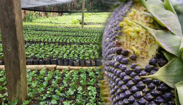 La estabilidad de la paz, además de vías, tecnología y confianza en las instituciones también se consolidará con los cultivos que prosperen en el territorio. Archivo particular
