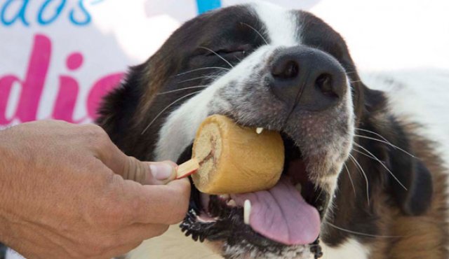 Helados de carne son los más gustan entre los caninos. Estos helados contribuyen a las defensas y los músculos por su alto contenido de proteínas y porque no contiene conservantes. Luis Alfredo Estévez