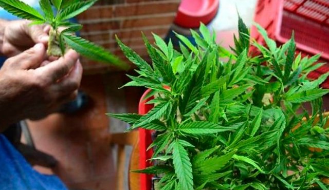 Cultivando marihuana. Colprensa