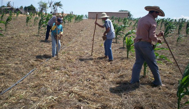 La capacidad productiva de Norte de Santander está en los cultivos transitorios que van a la Costa Atlántica en su mayoría, con productos como cebolla, fríjol, maíz, tomate, pepino, entre otros. Archivo La Opinión