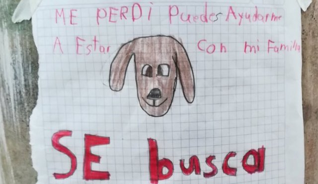 La mascota se extravió en Tunja, Buyacá. Twitter @mariatecaste