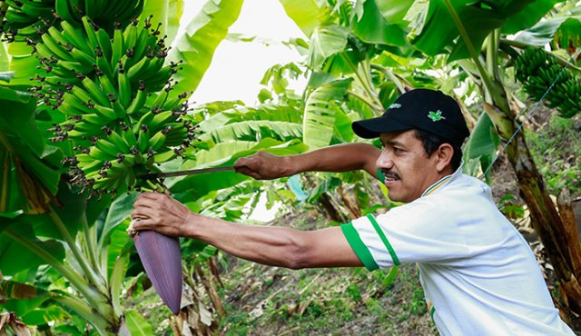 La agricultura fue el segmento económico del país que mejor resultado obtuvo durante 2017, con un crecimiento del 4,9%. Colprensa