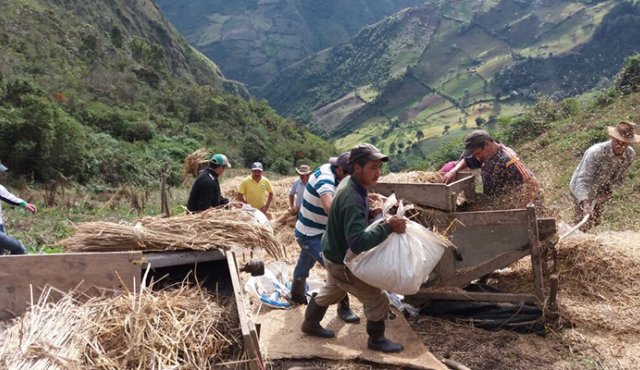 El propósito de los campesinos es rescatar la costumbre de sembrar trigo para que la futuras generaciones lo conozcan y sigan trabajando en su siembra y conservación. Cortesía