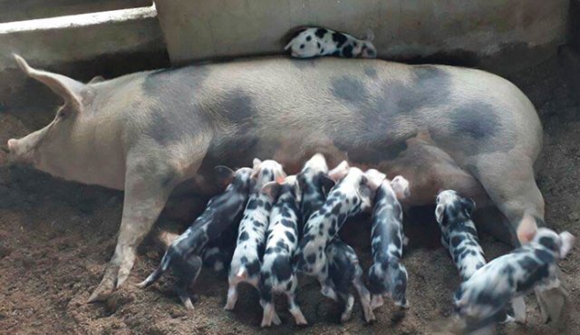 Esta iniciativa favoreció a 14 familias de ocho corregimientos de Ocaña. Cortesía