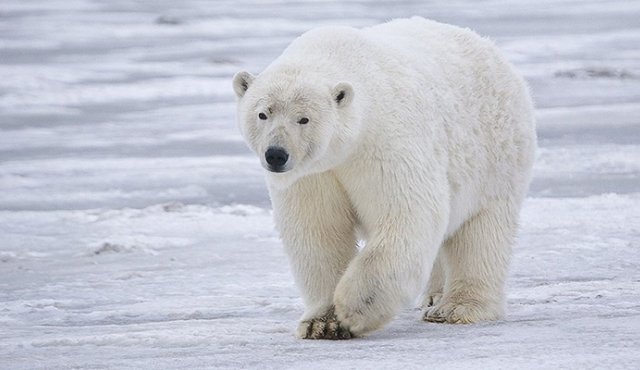 Tres quintas partes de esos animales están amenazados, con más de una decena de especies en “peligro crítico” o “extintas en estado salvaje”. Internet