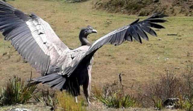El ave estuvo cerca de 15 minutos responsado y luego retomó su vuelo, según Nacho Pérez. Nacho Pérez