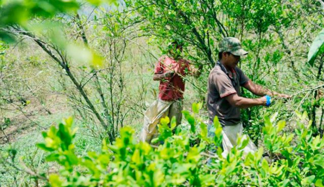 Los recolectoree fueron reconocidos y avalados por la comunidad, para comenzar sus labores y garantizar su compromiso con el territorio. Archivo