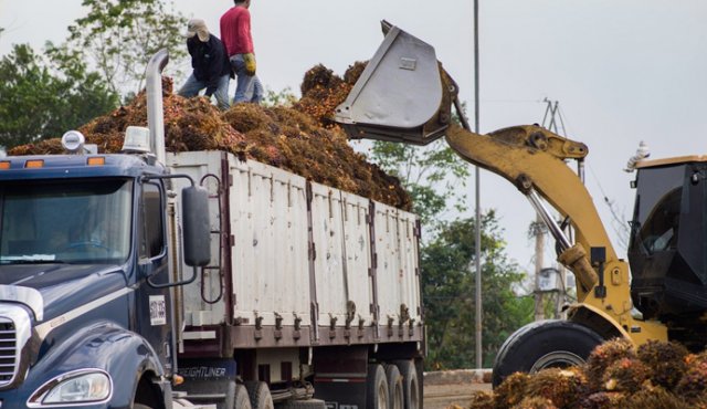 La entrada en operación de la planta extractora de aceite de palma, en Tibú, ha favorecido la exportación de los productos no mineros de Norte de Santander. Archivo