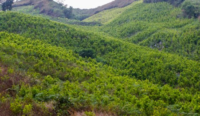 En 2017 habían descubierto una primera plantación. Internet / Foto Referencial