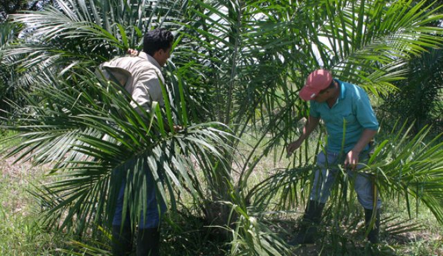 El Ministerio de Hacienda informó que la mayoría de las empresas inscritas son del sector agropecuario, especialmente, de la industria palmicultora. Archivo