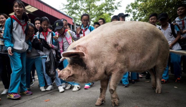 El cerdo 'Zhu Jianqiang' ('Cerdo fuerte'), que se convirtió en un icono nacional después de que sobrevivió al devastador terremoto de hace 10 años, tras 36 días bajo los escombros, junto a estudiantes en un museo en Anren, provincia de Sichuan.
AFP