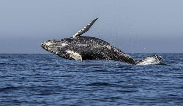 Tailandia es uno de los países que consume más bolsas de plástico.
Internet