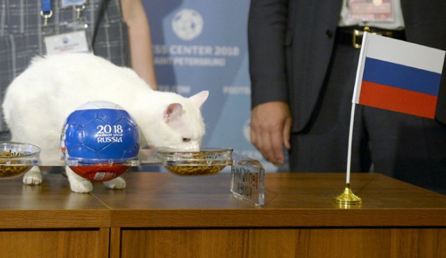 El felino blanco se tomó su tiempo para elegir uno de los comederos con pienso que le habían preparado. AFP