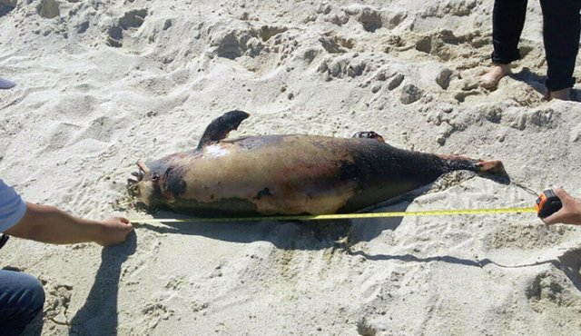 Manatí muerto en la costa de San Felipe, Baja California, México, el 15 de marzo de 2016. AFP