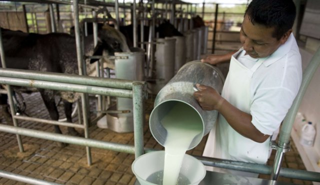 De acuerdo con el gremio agrícola, 1,5 millones de productores dependen de estas tres actividades agropecuarias. Archivo