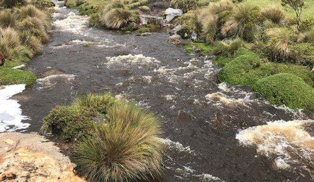 Cóndores andinos reaparecen en páramos de Santa Isabel. Colprensa