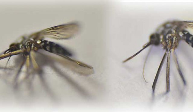 Archivo / La Opinión