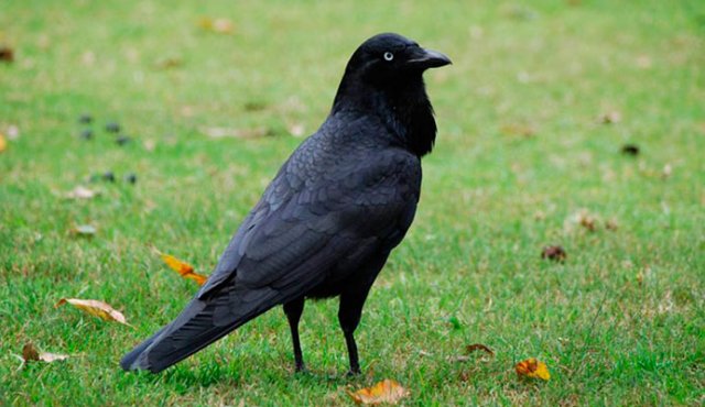 En el parque temático Puy du Fou, un equipo de seis cuervos recogen los desechos que los visitantes tiran al suelo. Internet