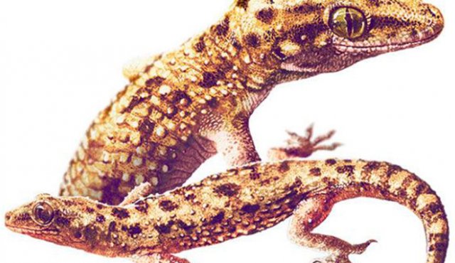 Se revela que la dispersión de vertebrados terrestres y acuáticos en el país se ha dado principalmente por escape accidental hacia un entorno natural. Internet