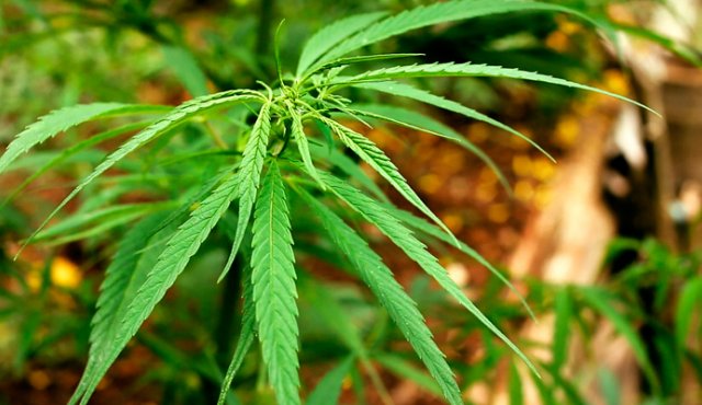 El negocio del cannabis puede facturar al menos unos 7.000 millones de dólares al año. Colprensa