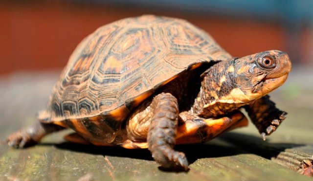Algunas de las especies están en peligro de extinción y en sus países de origen son protegidas por ley. Internet/referencial