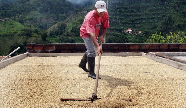 Ante la crisis de precios que padecen los productores de café, Dingidad Agropecuaria fomenta la no venta del grano en la bolsa de Nueva York.
Archivo