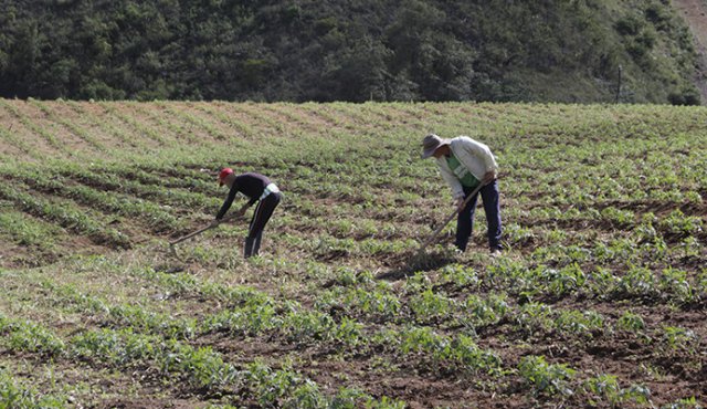 Otros voceros campesinos rechazaron la fumigación sin programas alternativos. Archivo La Opinión