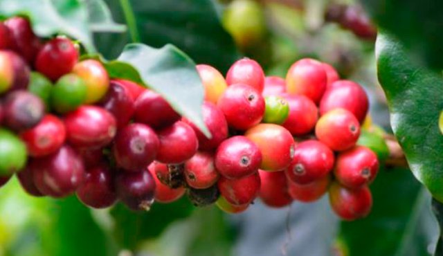 Un total de 15 productores y 4 tostadores de café de Norte de Santander participan en Cafés Especiales Expo 2018. Colprensa
