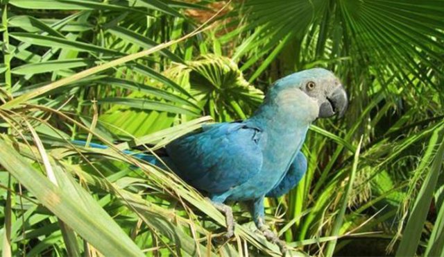 Birdlife Internacional