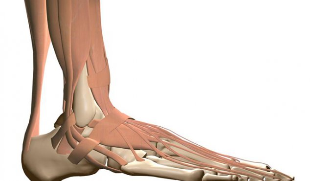 Complejo ligamentoso fibulotalocalcáneo lateral. Internet