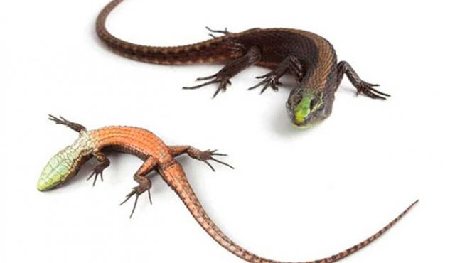 Anolis aequatorialis. Internet