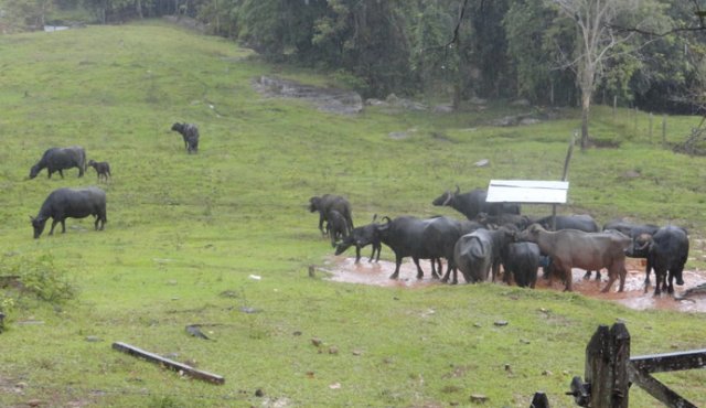 Los campesinos se unieron para crear una empresa dedicada a la producción de lácteos y cárnicos. Cortesía