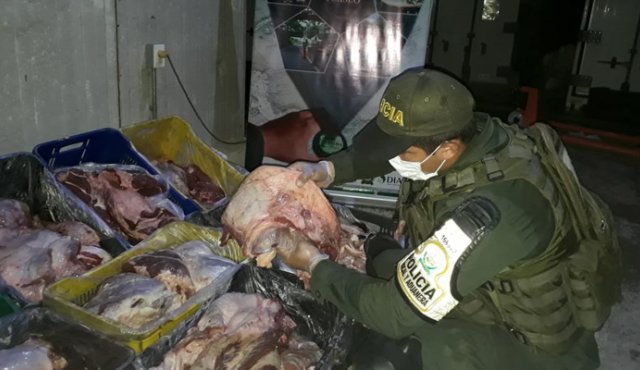 Iba a ser comercializada en Cúcuta. Cortesía