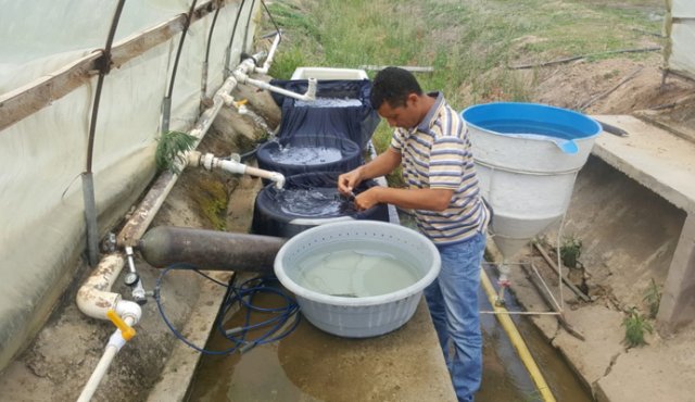 En la finca del restaurante Los Tanques hay especies como bocachico, rampuche, capitanejo, blanquillo, cachama, bocachico del Magdalena, del Catatumbo y tilapia roja.
Cortesía