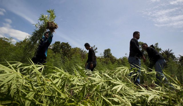 Según las autoridades, ‘Los Pelusos’, comandados por alias W, y disidentes del Sexto Frente de la antigua guerrilla de las Farc, lideran los procesos delictivos derivados de la siembra de marihuana. Archivo