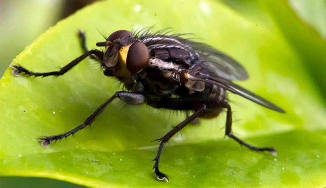 También hay explicaciones patógenas como especies invasoras o el cambio climático. Colprensa