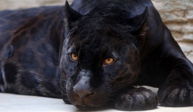 Jaguar negro atacó a una mujer que saltó la barrera de seguridad para tomarse una selfie con el animal. Internet