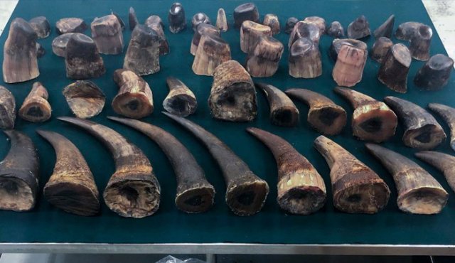 En China y algunos países de Asia se cree que el cuerno de rinoceronte tiene propiedades medicinales o afrodisíacas. EFE